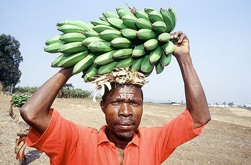A Rwandan refugee carries a stalk of bananas on his head in the Kibumba refugee camp. He joined over 1.2 million other refugees who fled into the refugee camps after civil war erupt; National Archives at College Park --- Still Pictures , Public domain, via Wikimedia Commons